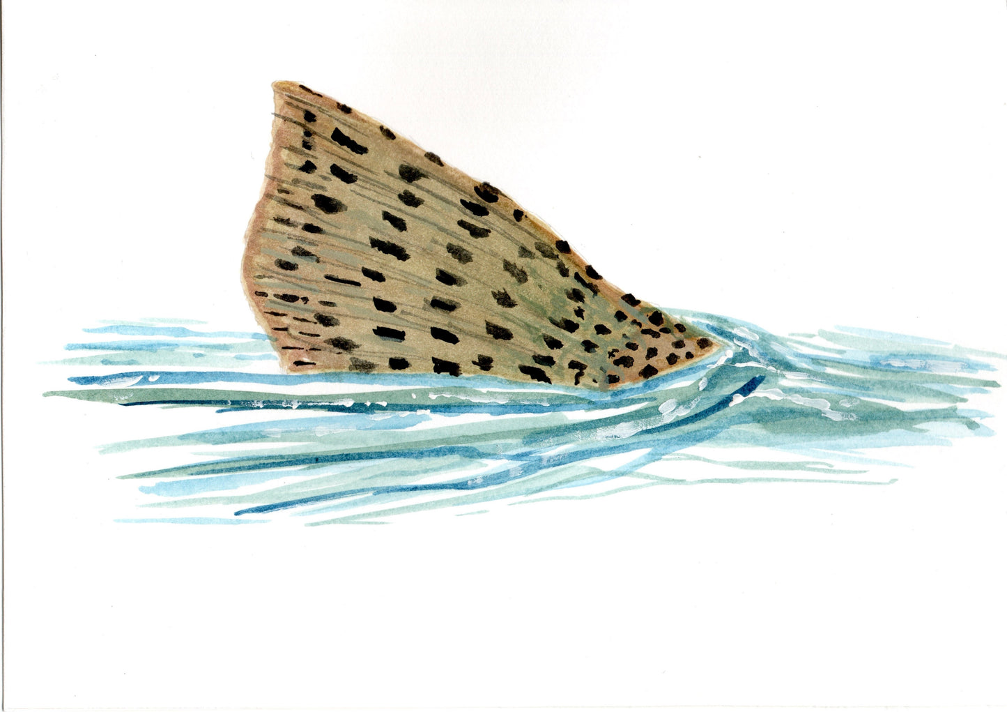 Cutthroat Trout Tailbreak