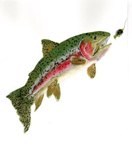Rainbow Trout Chaser