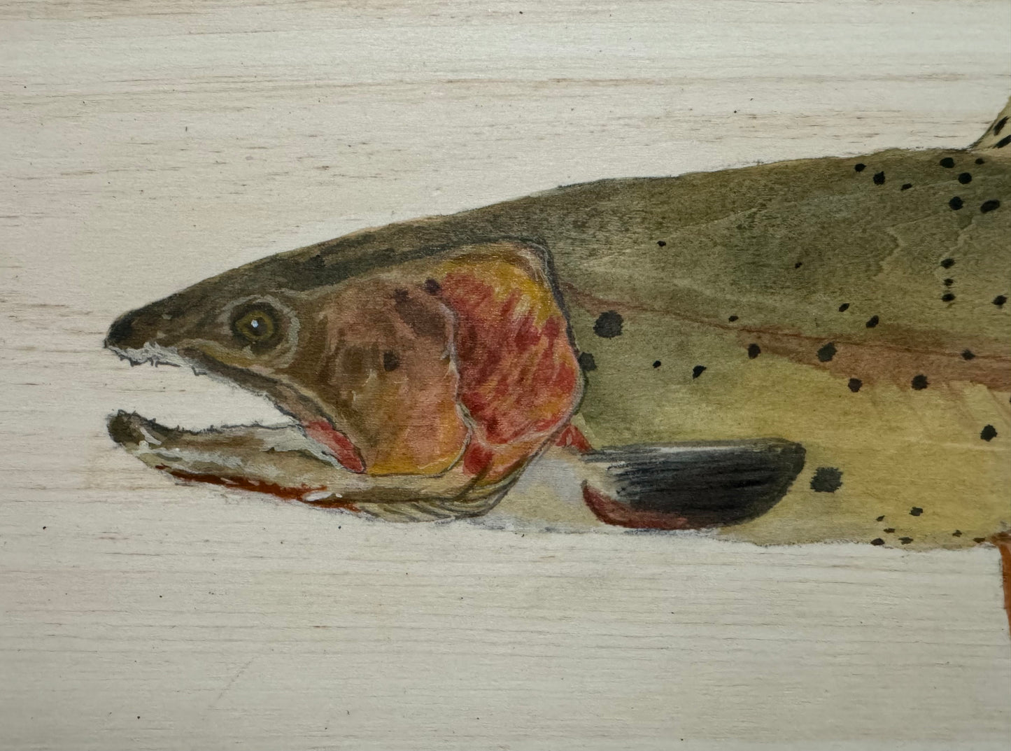 Cutthroat Trout Live Edge Plank