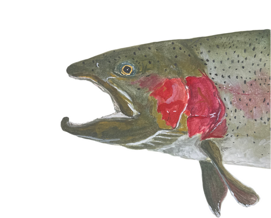 Rainbow Trout Head Shot