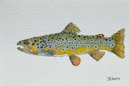 Original Painting - Brown Trout Study