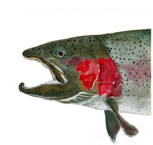 Rainbow Trout Head