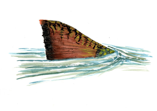 Brook Trout Tailbreak