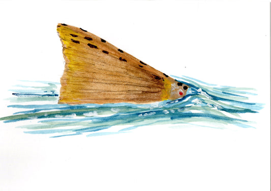 Brown Trout Tailbreak