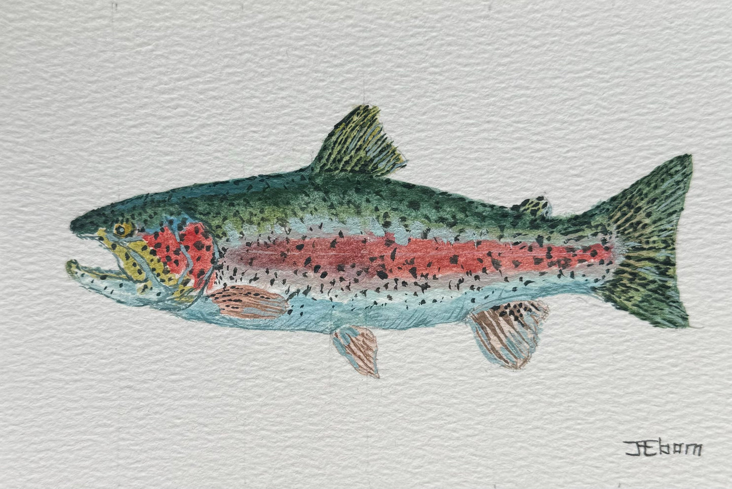 Original Painting - Rainbow Trout Study